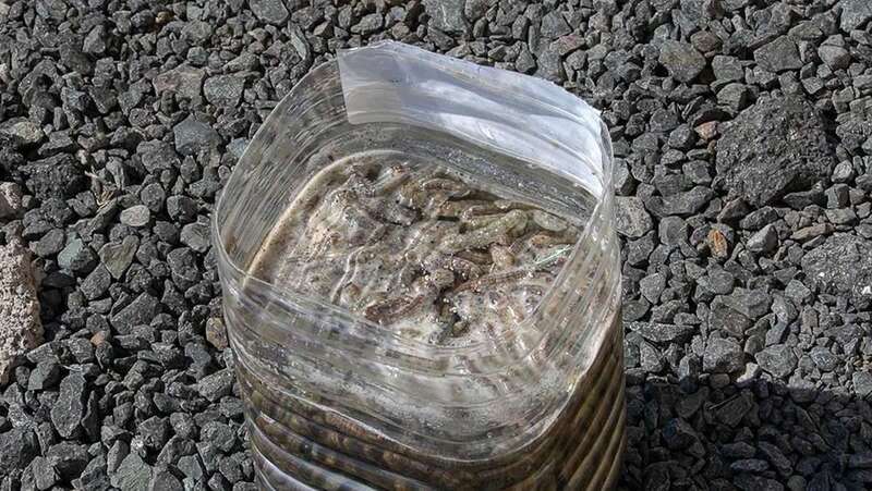 Imagen de una garrafa de agua con varios gusanos capturados por los vecinos / TA